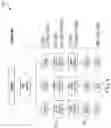 Fig. 05 - IDENTIFICATION OF CONVERGENT ANTIBODY SPECIFICITY SEQUENCE PATTERNS