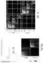 Fig. 66 - SYSTEM AND METHOD FOR MODELING THE STRUCTURE AND FUNCTION OF BIOLOGICAL SYSTEMS