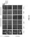 Fig. 06 - Optical diffractive processing unit