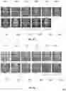 Fig. 05 - Photo composites
