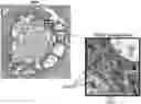Fig. 01 - Interpretation of whole-slide images in digital pathology