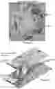 Fig. 04 - Interpretation of whole-slide images in digital pathology
