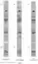 Fig. 07 - AUTOMATED CORE SCAN ALIGNMENT