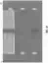Fig. 12 - POINT OF VIEW VIDEO PROCESSING AND CURATION PLATFORM