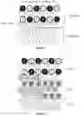 Fig. 02 - Tunable templating layers for perpendicularly magnetized Heusler films