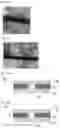 Fig. 05 - Method for manufacturing a microelectronic device comprising a plurality of resistive memory points configured to form a physical unclonable function and said device