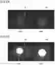 Fig. 07 - Ultraviolet detection device comprising a ceramic substrate and composite oxides