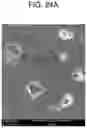 Fig. 19 - Dielectric substance-electrode assembly and method of manufacturing the same