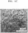 Fig. 04 - Composite positive electrode active material for lithium secondary battery, method of preparing the same, positive electrode for lithium secondary battery including the same, and lithium secondary battery including the positive electrode