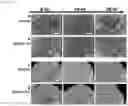 Fig. 27 - COMPOSITE METAL OXIDE FOR LITHIUM SECONDARY BATTERY COMPRISING DOPING ELEMENT, POSITIVE ELECTRODE ACTIVE MATERIAL FOR LITHIUM SECONDARY BATTERY PREPARED FROM SAME, AND LITHIUM SECONDARY BATTERY COMPRISING SAME