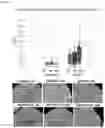 Fig. 43 - COMPOSITE METAL OXIDE FOR LITHIUM SECONDARY BATTERY COMPRISING DOPING ELEMENT, POSITIVE ELECTRODE ACTIVE MATERIAL FOR LITHIUM SECONDARY BATTERY PREPARED FROM SAME, AND LITHIUM SECONDARY BATTERY COMPRISING SAME