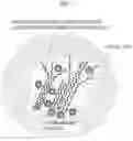 Fig. 06 - POLYMERIC BINDER AND ALL-SOLID-STATE SECONDARY BATTERY INCLUDING SAME