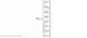 Fig. 16 - Displacement devices and methods for fabrication, use and control of same