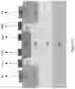 Fig. 13 - Load switch including back-to-back connected transistors