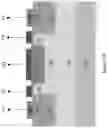 Fig. 19 - Load switch including back-to-back connected transistors