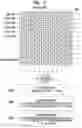 Fig. 13 - Imaging apparatus, operation method of imaging apparatus, and program