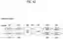 Fig. 43 - METHOD FOR OPERATING UE RELATED TO BSR IN WIRELESS COMMUNICATION SYSTEM