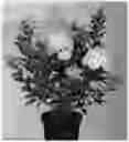 Fig. 01 - plant named ‘LC NO15’
