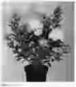 Fig. 02 - plant named ‘LC NO15’