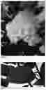Fig. 03 - plant named ‘LC NO15’
