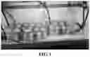 Fig. 02 - ASPARAGOPSIS ALGAE NAMED 'BROMINATA'