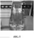 Fig. 04 - ASPARAGOPSIS ALGAE NAMED 'BROMINATA'