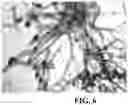 Fig. 07 - ASPARAGOPSIS ALGAE NAMED 'BROMINATA'