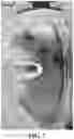 Fig. 08 - ASPARAGOPSIS ALGAE NAMED 'BROMINATA'