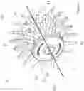 Fig. 02 - PET GROOMING AND SKIN CARE TOOL AND METHODS OF MAKING AND USING THE TOOL