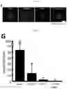 Fig. 05 - Method for integrating biological tissues with a vascular system