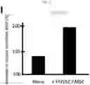 Fig. 07 - Method for integrating biological tissues with a vascular system