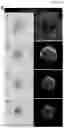 Fig. 09 - Method for integrating biological tissues with a vascular system