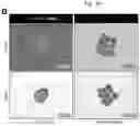 Fig. 10 - Method for integrating biological tissues with a vascular system