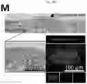 Fig. 18 - Method for integrating biological tissues with a vascular system