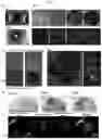 Fig. 19 - Method for integrating biological tissues with a vascular system