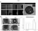 Fig. 20 - Method for integrating biological tissues with a vascular system
