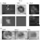 Fig. 23 - Method for integrating biological tissues with a vascular system