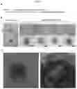 Fig. 24 - Method for integrating biological tissues with a vascular system