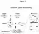 Fig. 03 - Genetically modified rat models for severe combined immunodeficiency (SCID)