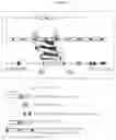 Fig. 07 - Genetically modified rat models for severe combined immunodeficiency (SCID)