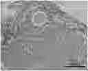 Fig. 01 - DMSO-FREE CRYOPRESERVATION SOLUTION AND PREPARATION METHOD AND USE THEREOF