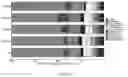 Fig. 09 - Method for controlling tobacco bacterial wilt and application of NaHS in controlling tobacco bacterial wilt