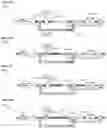 Fig. 12 - COLLECTION AND ANALYSIS OF A VOLUME OF EXHALED GAS WITH COMPENSATION FOR THE FREQUENCY OF A BREATHING PARAMETER