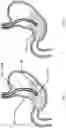 Fig. 02 - Devices and methods to measure gastric residual volume