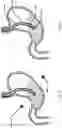 Fig. 03 - Devices and methods to measure gastric residual volume