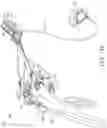 Fig. 37 - DEVICES FOR CARDIAC SURGERY AND METHODS THEREOF