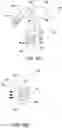 Fig. 56 - METHOD FOR TISSUE TREATMENT BY SURGICAL INSTRUMENT