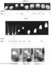 Fig. 07 - MOUSSE PRODUCTS, METHODS AND DEVICES