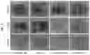 Fig. 09 - COMPOSITIONS AND METHODS OF USE FOR TREATMENT OR IMPROVEMENT OF THE CONDITION AND APPEARANCE OF SKIN