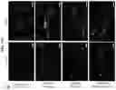 Fig. 24 - COMPOSITIONS AND METHODS OF USE FOR TREATMENT OR IMPROVEMENT OF THE CONDITION AND APPEARANCE OF SKIN
